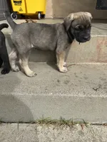 Bailey , a female Cane Corso for sale in West Covina, CA – 4 of 5