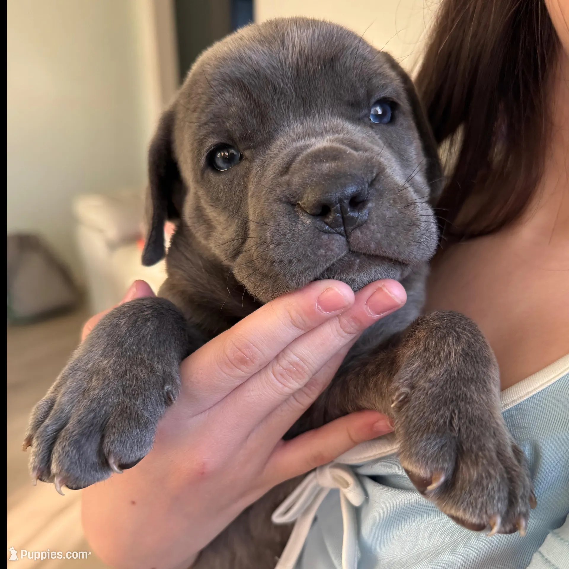 Bob – Cane Corso puppy for sale in West Covina, CA