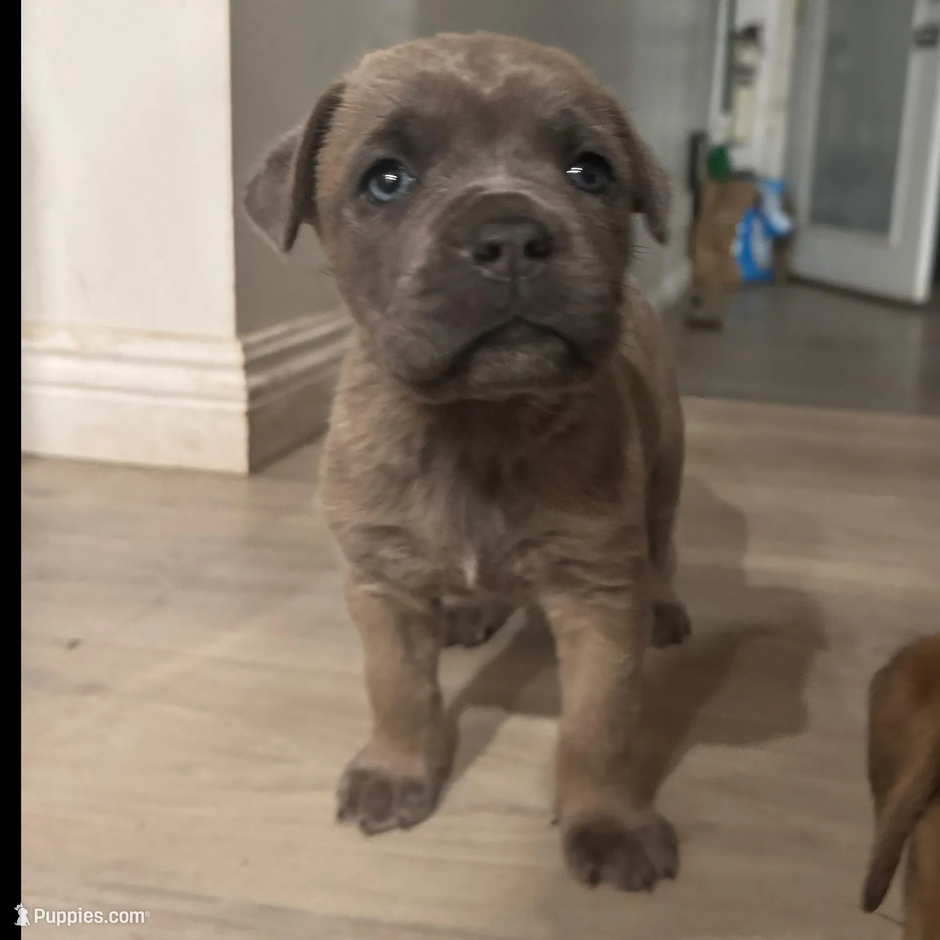 Bob, a male Cane Corso for sale in West Covina, CA – Photo 2 of 2
