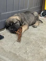 Bailey , a female Cane Corso for sale in West Covina, CA – 3 of 5