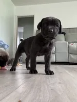 Ben, a male Cane Corso for sale in West Covina, CA – 3 of 4