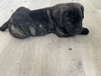 Fred, a male Cane Corso for sale in West Covina, CA – 7 of 7