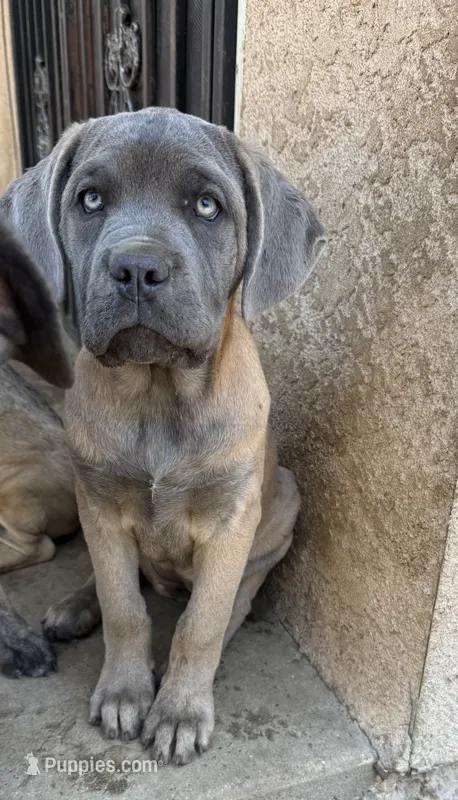 Bertha – Cane Corso puppy for sale in West Covina, CA