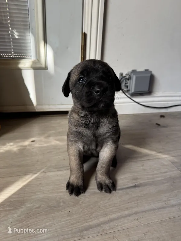 Sweetie, a female Cane Corso for sale in West Covina, CA – Photo 1 of 1