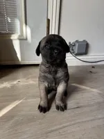 Sweetie, a female Cane Corso for sale in West Covina, CA – Photo 2 of 2