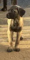 Sweetie, a female Cane Corso for sale in West Covina, CA – 6 of 6