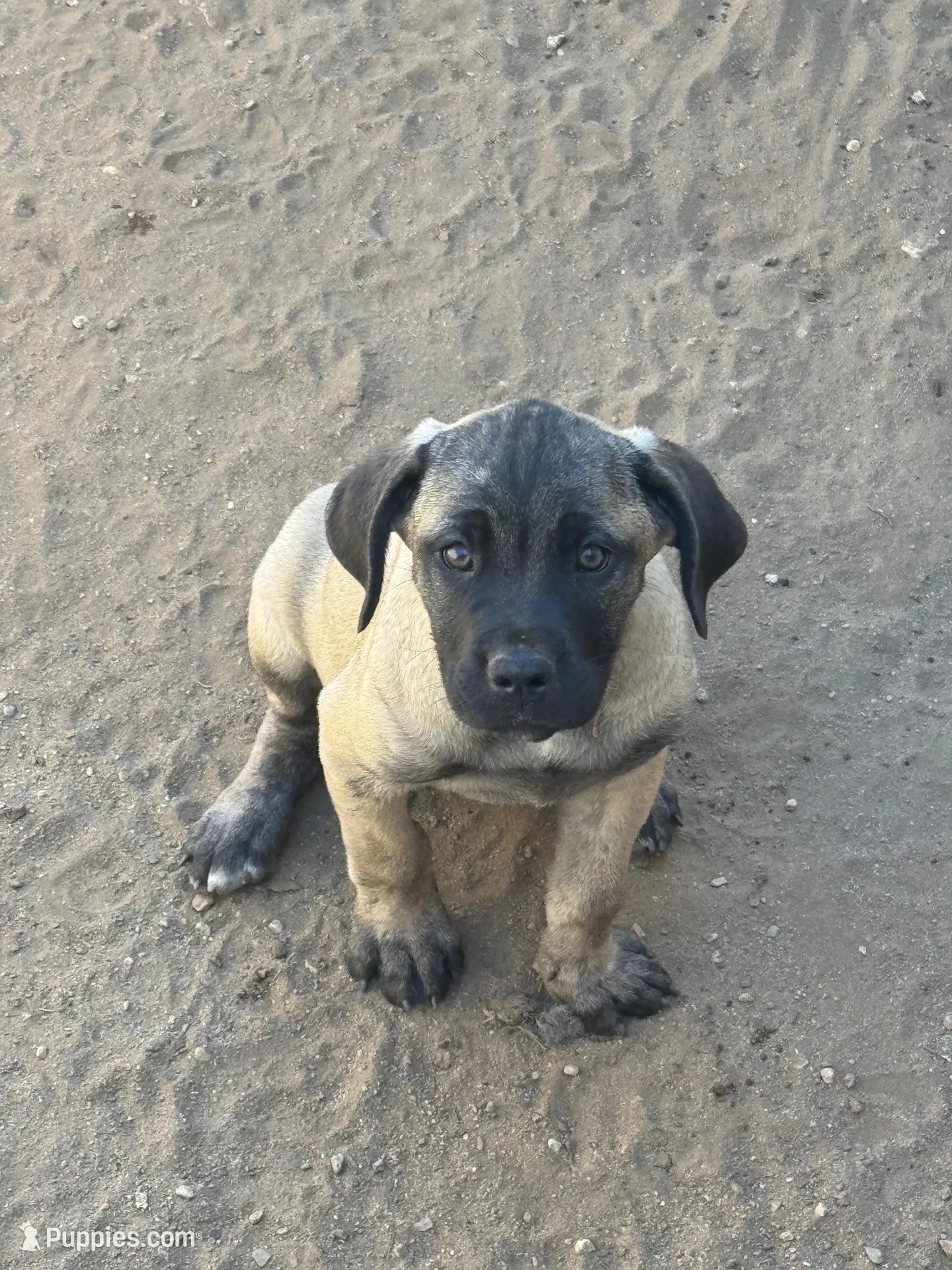 Sweetie, a female Cane Corso for sale in West Covina, CA – 2 of 6