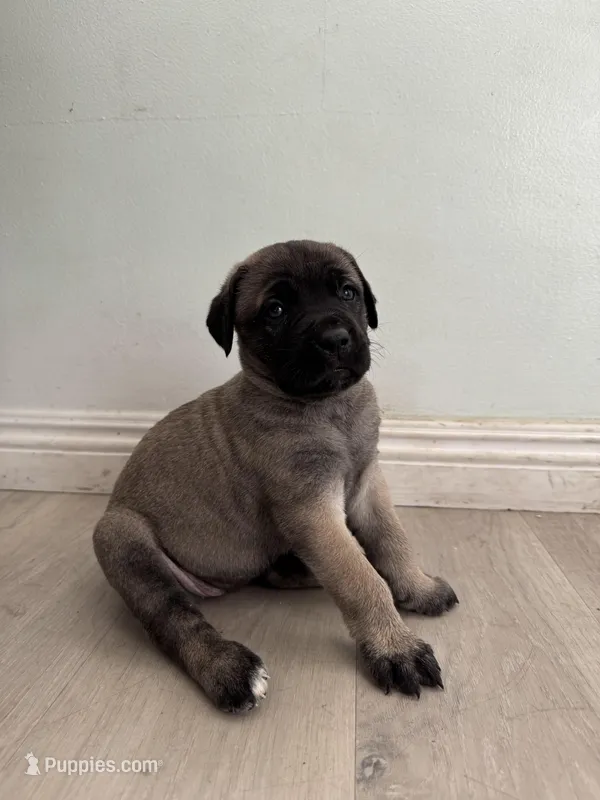 Sweetie – Cane Corso puppy for sale in West Covina, CA