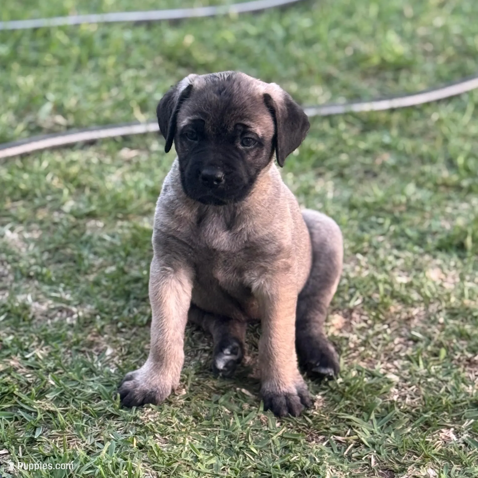 Sweetie – Cane Corso puppy for sale in West Covina, CA
