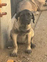 Sweetie, a female Cane Corso for sale in West Covina, CA – 3 of 6