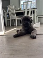 Porky, a male Cane Corso for sale in West Covina, CA – 4 of 4