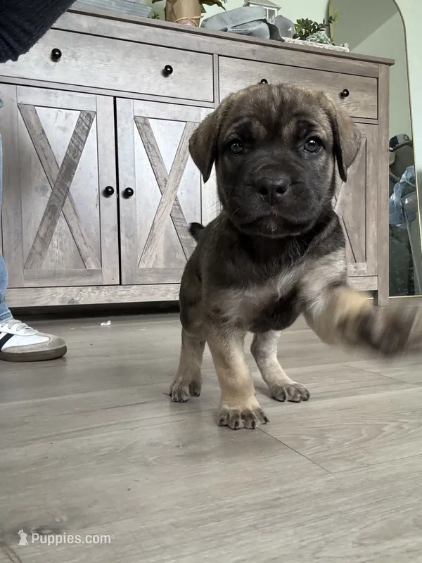 Bailey  – Cane Corso puppy for sale in West Covina, CA