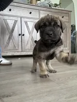 Bailey , a female Cane Corso for sale in West Covina, CA – 1 of 5