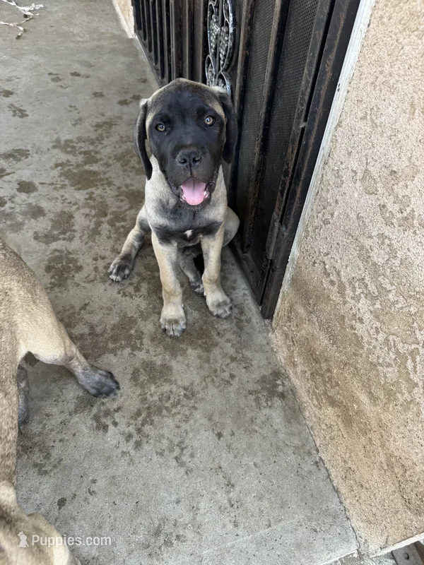 Arnie – Cane Corso puppy for sale in West Covina, CA