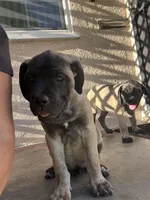 Arnie, a male Cane Corso for sale in West Covina, CA – Photo 4 of 7