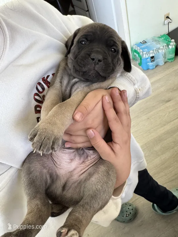 Arnie, a male Cane Corso for sale in West Covina, CA – Photo 1 of 2