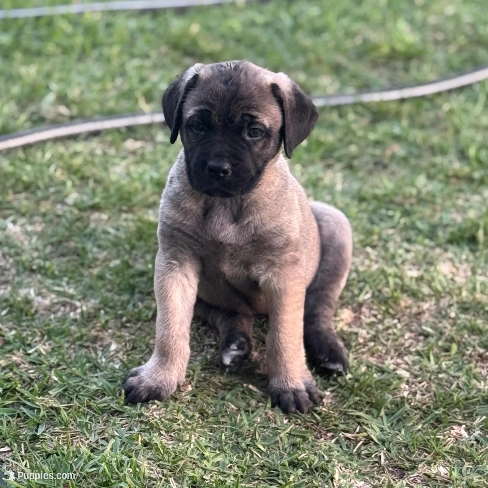Arnie – Cane Corso puppy for sale in West Covina, CA