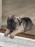 Arnie, a male Cane Corso for sale in West Covina, CA – Photo 2 of 2