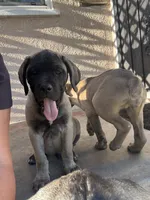Arnie, a male Cane Corso for sale in West Covina, CA – Photo 3 of 7