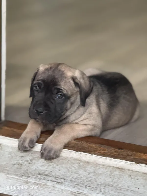 Arnie – Cane Corso puppy for sale in West Covina, CA
