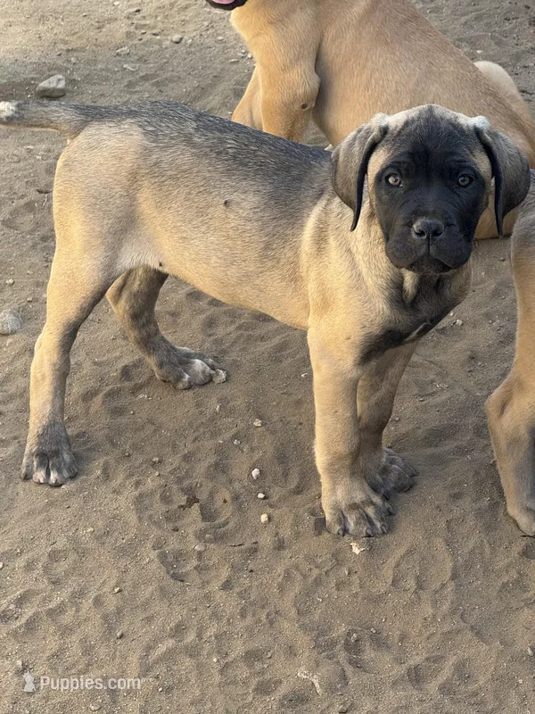 Arnie – Cane Corso puppy for sale in West Covina, CA