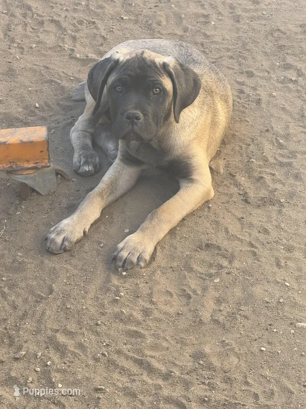 Arnie – Cane Corso puppy for sale in West Covina, CA