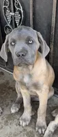Bertha, a female Cane Corso for sale in West Covina, CA – 9 of 10