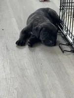 Fred, a male Cane Corso for sale in West Covina, CA – 3 of 7
