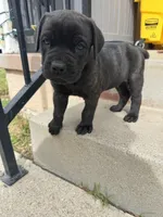 Ben, a male Cane Corso for sale in West Covina, CA – 4 of 4