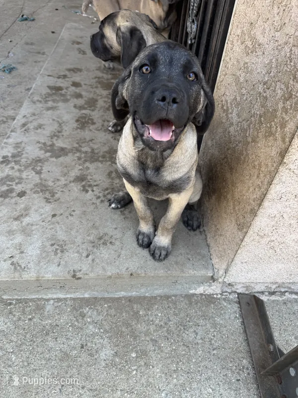 Sweetie – Cane Corso puppy for sale in West Covina, CA