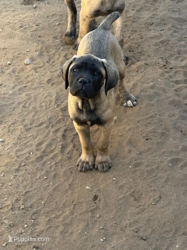 Arnie – Cane Corso puppy for sale in West Covina, CA