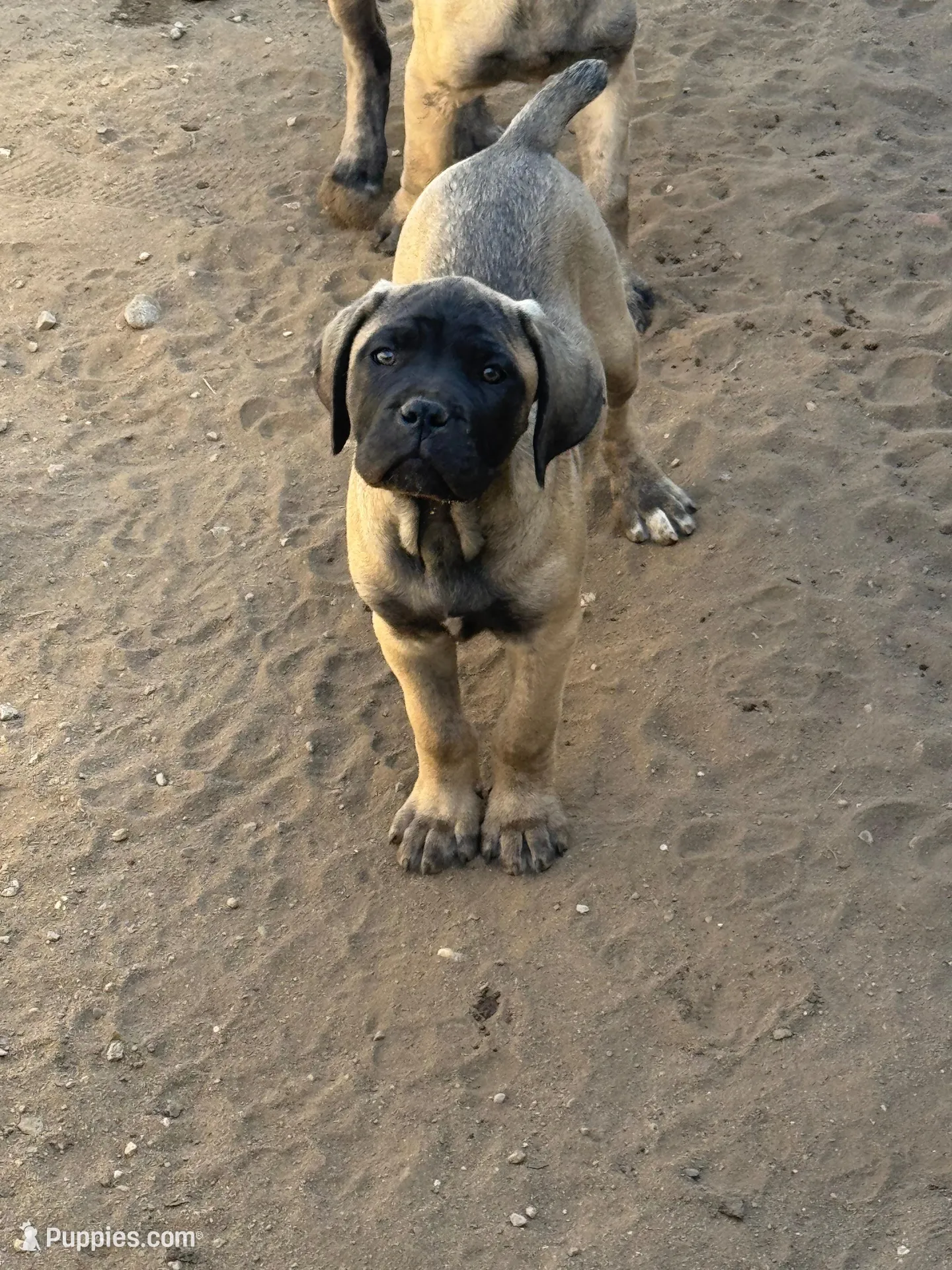 Arnie, a male Cane Corso for sale in West Covina, CA – Photo 1 of 7