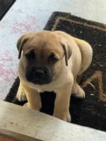 Bean, a male Cane Corso for sale in West Covina, CA – Photo 3 of 3