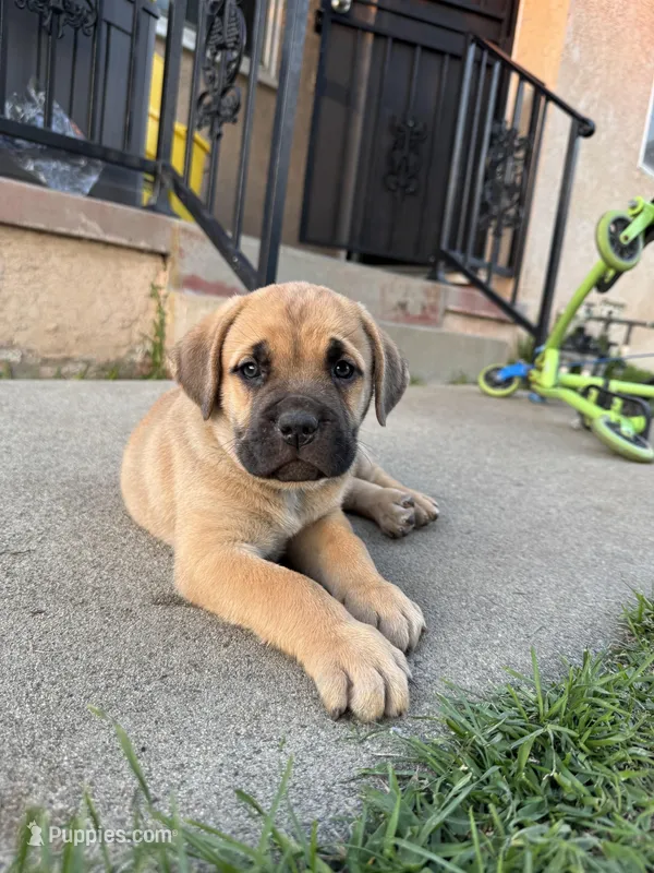 Bean – Cane Corso puppy on hold in West Covina, CA
