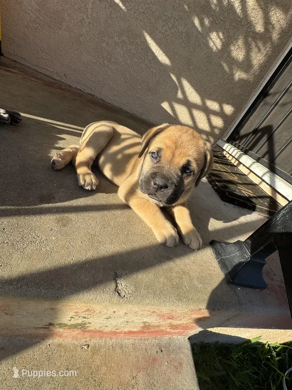 Bean – Cane Corso puppy for sale in West Covina, CA