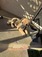 Bean, a male Cane Corso for sale in West Covina, CA – Photo 2 of 4