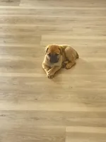 Bean, a male Cane Corso for sale in West Covina, CA – Photo 2 of 3