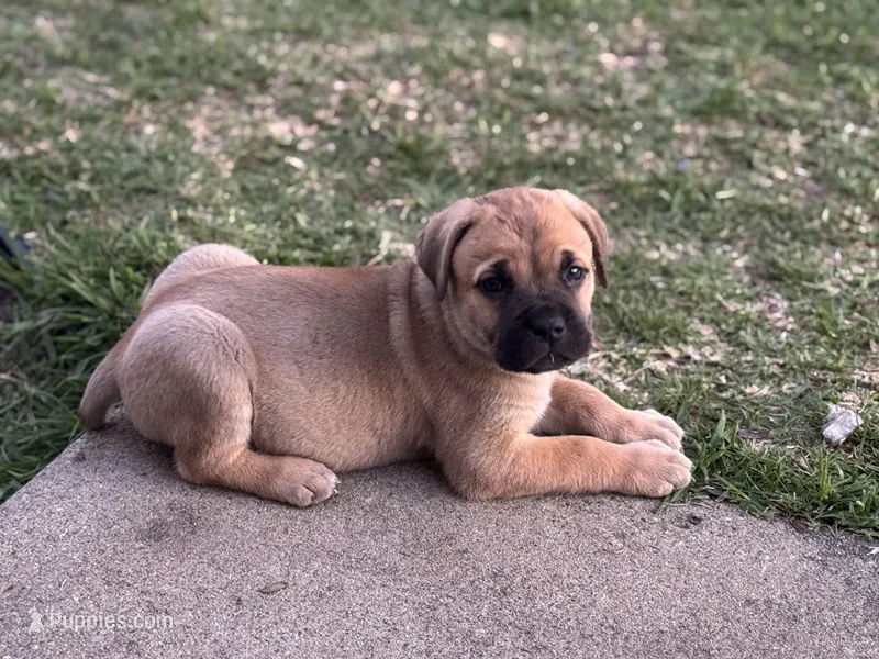 Bean – Cane Corso puppy for sale in West Covina, CA