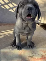 Katie, a female Cane Corso for sale in West Covina, CA – Photo 3 of 5