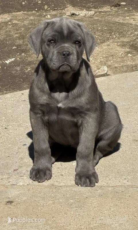 Jasmine – Cane Corso puppy for sale in West Covina, CA