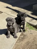 Katie, a female Cane Corso for sale in West Covina, CA – Photo 4 of 5