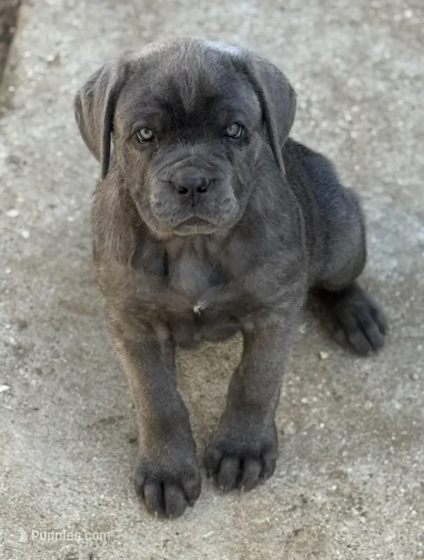 Katie – Cane Corso puppy for sale in West Covina, CA