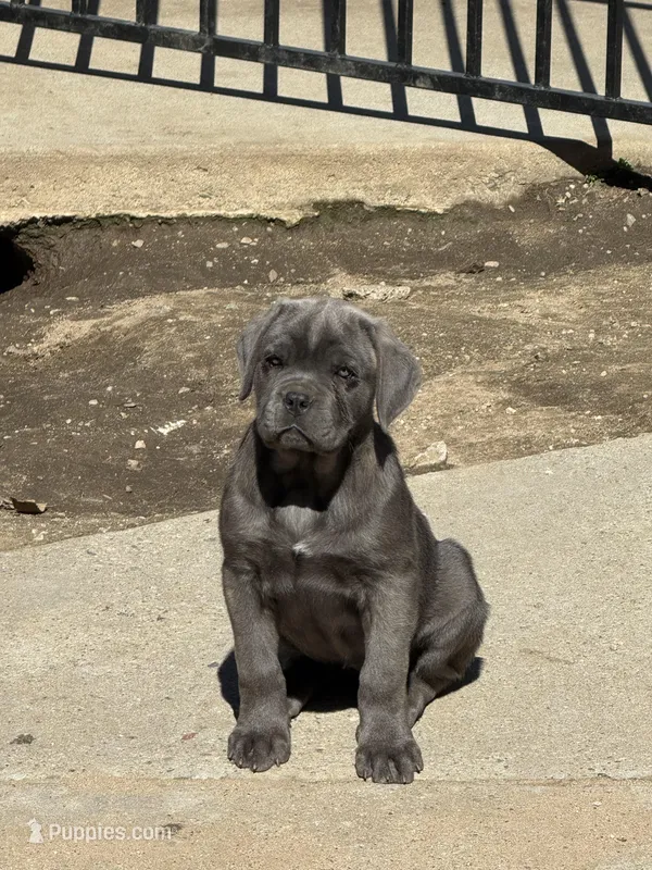 Jasmine – Cane Corso puppy for sale in West Covina, CA