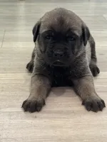 Porky, a male Cane Corso for sale in West Covina, CA – 2 of 4