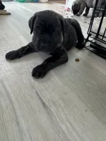 Ben, a male Cane Corso for sale in West Covina, CA – 2 of 4