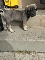 Bailey , a female Cane Corso for sale in West Covina, CA – 5 of 5
