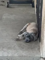 Bertha, a female Cane Corso for sale in West Covina, CA – 10 of 10