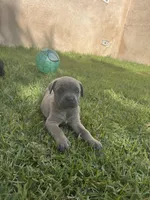 Bertha, a female Cane Corso for sale in West Covina, CA – Photo 4 of 4