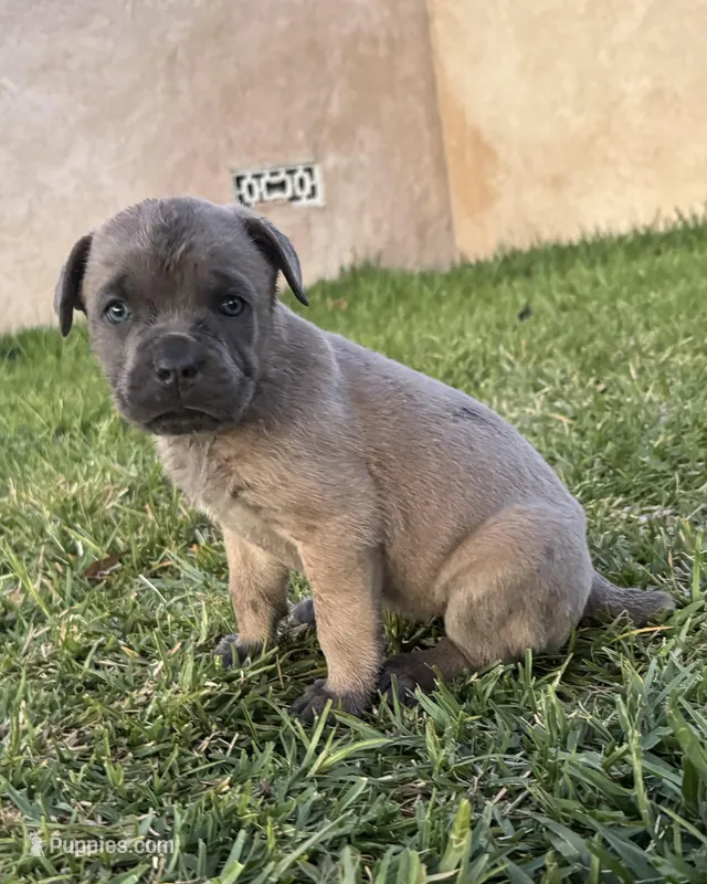 Bertha – Cane Corso puppy for sale in West Covina, CA