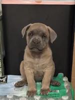 Bertha, a female Cane Corso for sale in West Covina, CA – Photo 3 of 5
